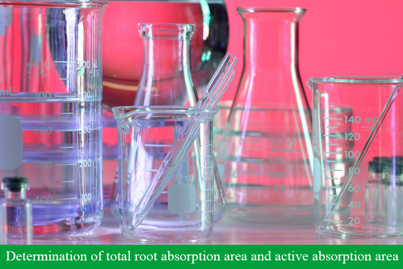 Determination of total root absorption area and active absorption area