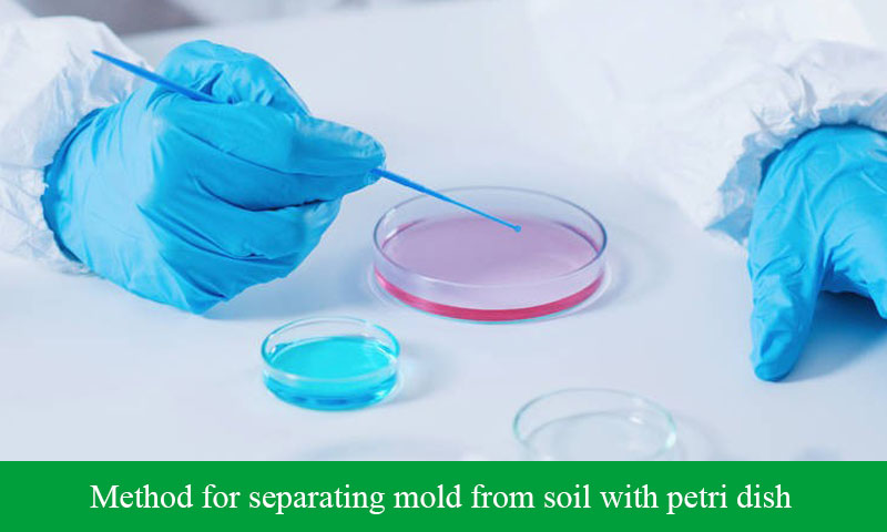 Method for separating mold from soil with petri dish