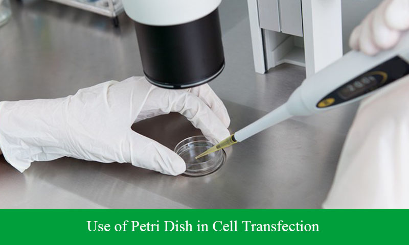 Use of Petri Dish in Cell Transfection