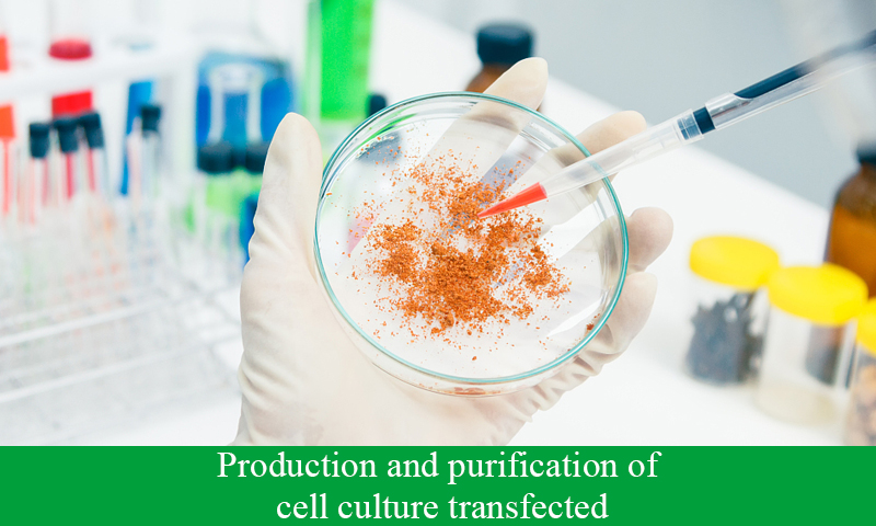 Production and purification of cell culture transfected Wnt ligand
