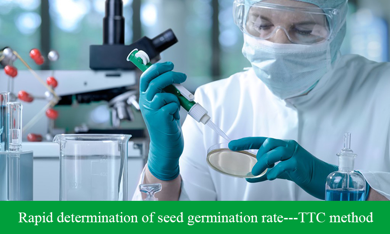 Rapid determination of seed germination rate—TTC method