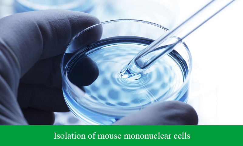 Isolation of mouse mononuclear cells