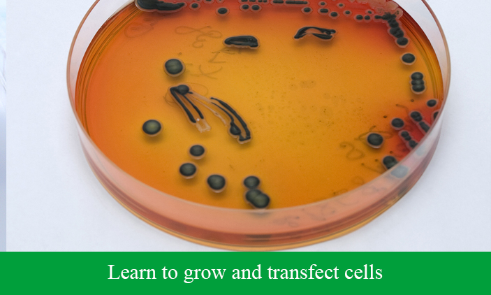 Learn to grow and transfect cells