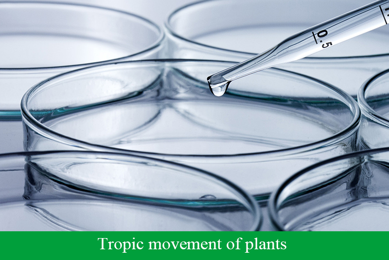 Tropic movement of plants