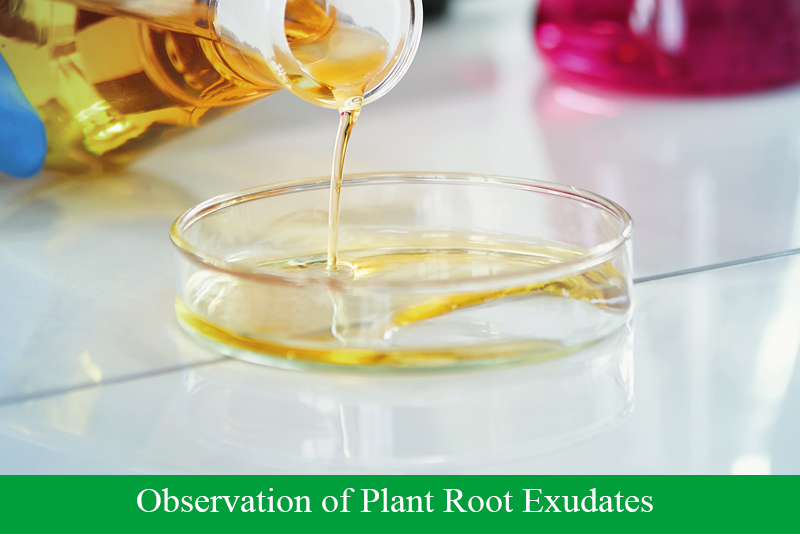 Observation of Plant Root Exudates
