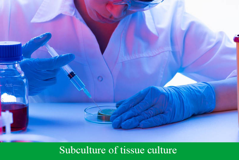 Subculture of tissue culture