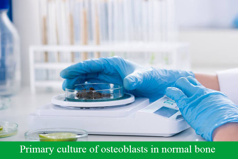 Primary culture of osteoblasts in normal bone