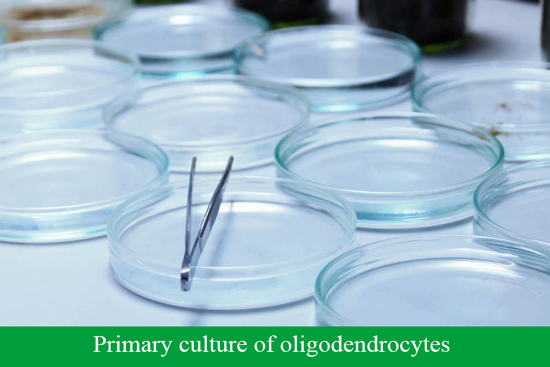 Primary culture of oligodendrocytes