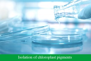 Isolation of chloroplast pigments