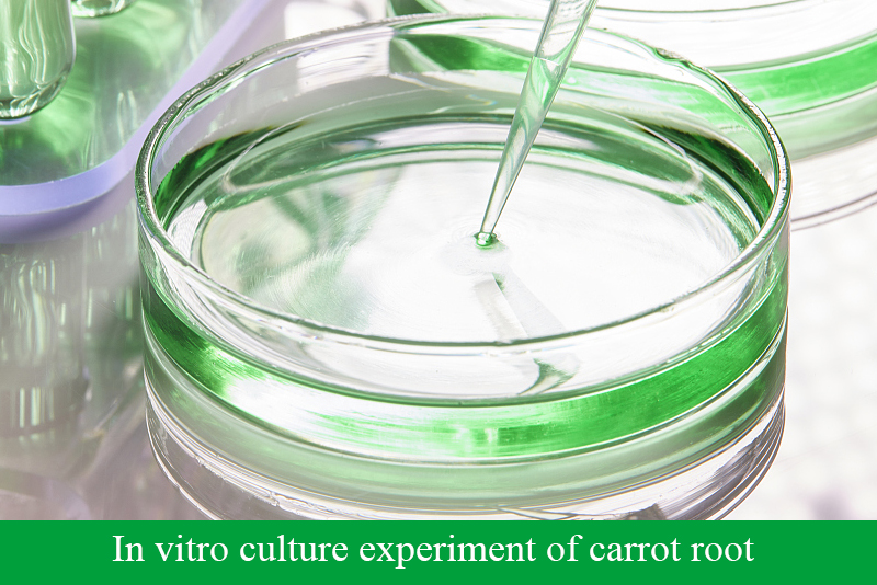 In vitro culture experiment of carrot root