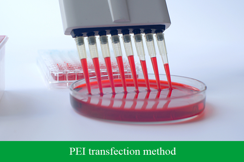 PEI transfection method