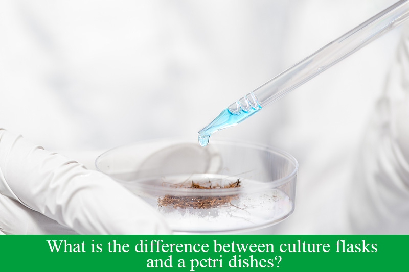 What is the difference between culture flasks and a petri dishes?