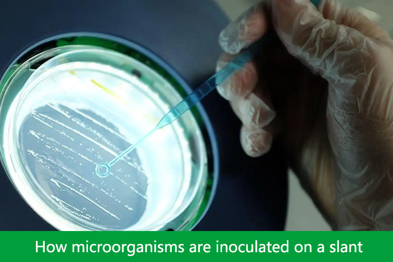 How microorganisms are inoculated on a slant