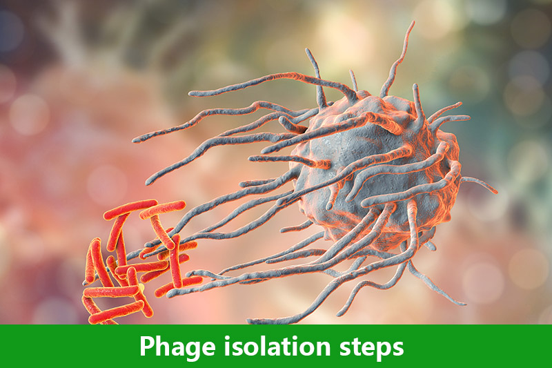 Phage isolation steps