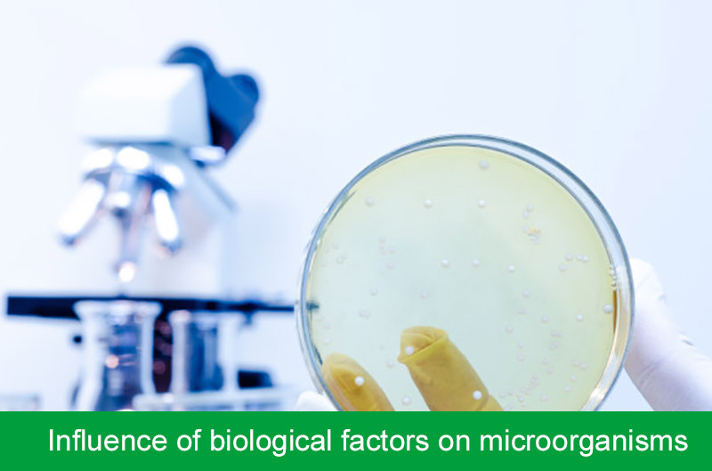 Influence of biological factors on microorganisms (antibacterial spectrum test)