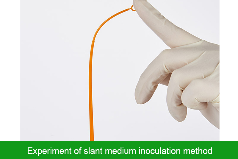 Experiment of slant medium inoculation method