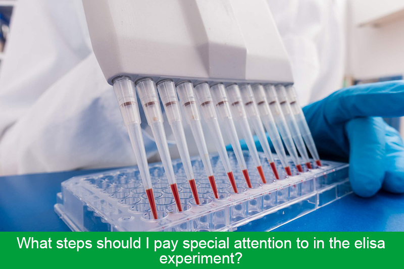 What steps should I pay special attention to in the elisa experiment?