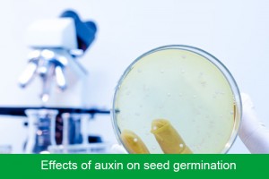Effects of auxin on seed germination