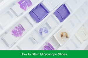 How to Stain Microscope Slides