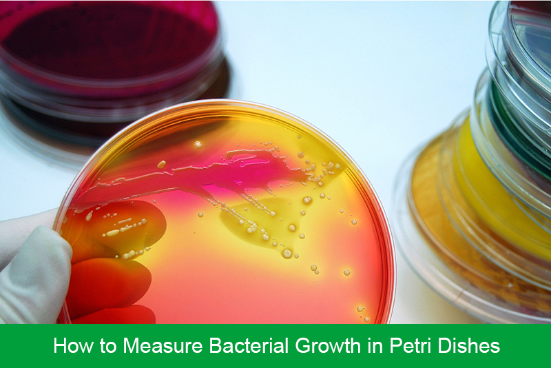 How to Measure Bacterial Growth in Petri Dishes