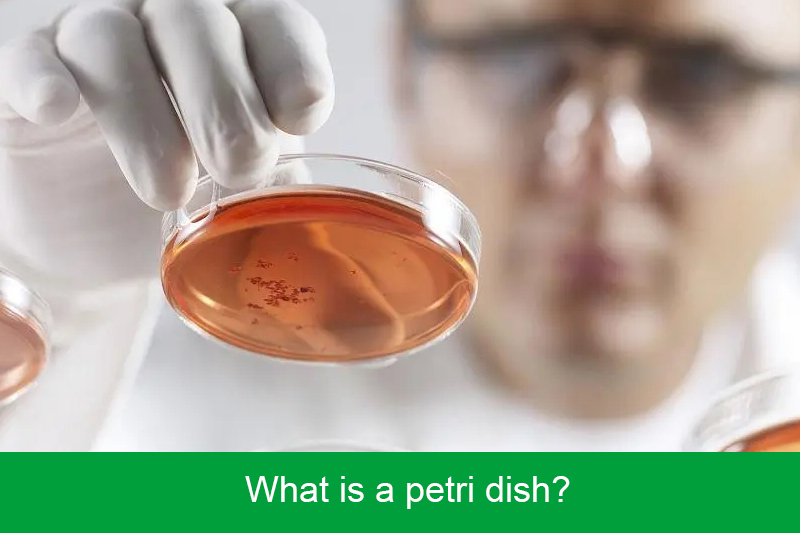 What is a petri dish?