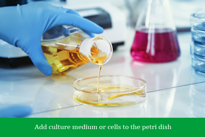 Add culture medium or cells to the petri dish