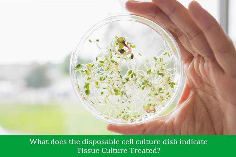What does the disposable cell culture dish indicate Tissue Culture Treated?