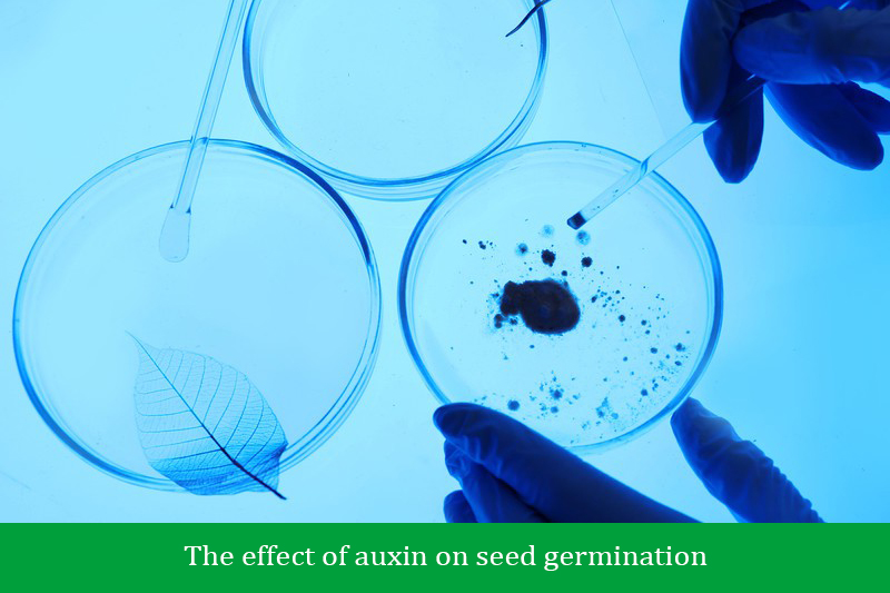 The effect of auxin on seed germination