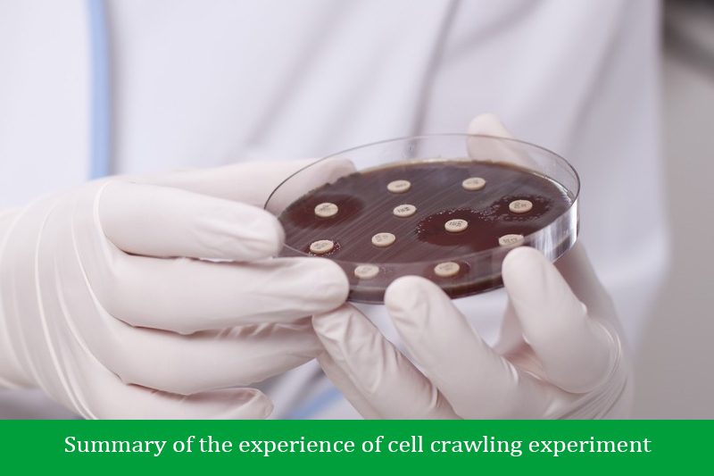 Summary of the experience of cell crawling experiment
