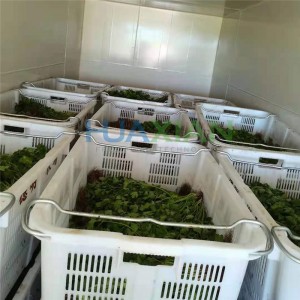 فصل کے بعد کولڈ چین سسٹم میں پتوں والی سبزیوں کا ویکیوم کولر