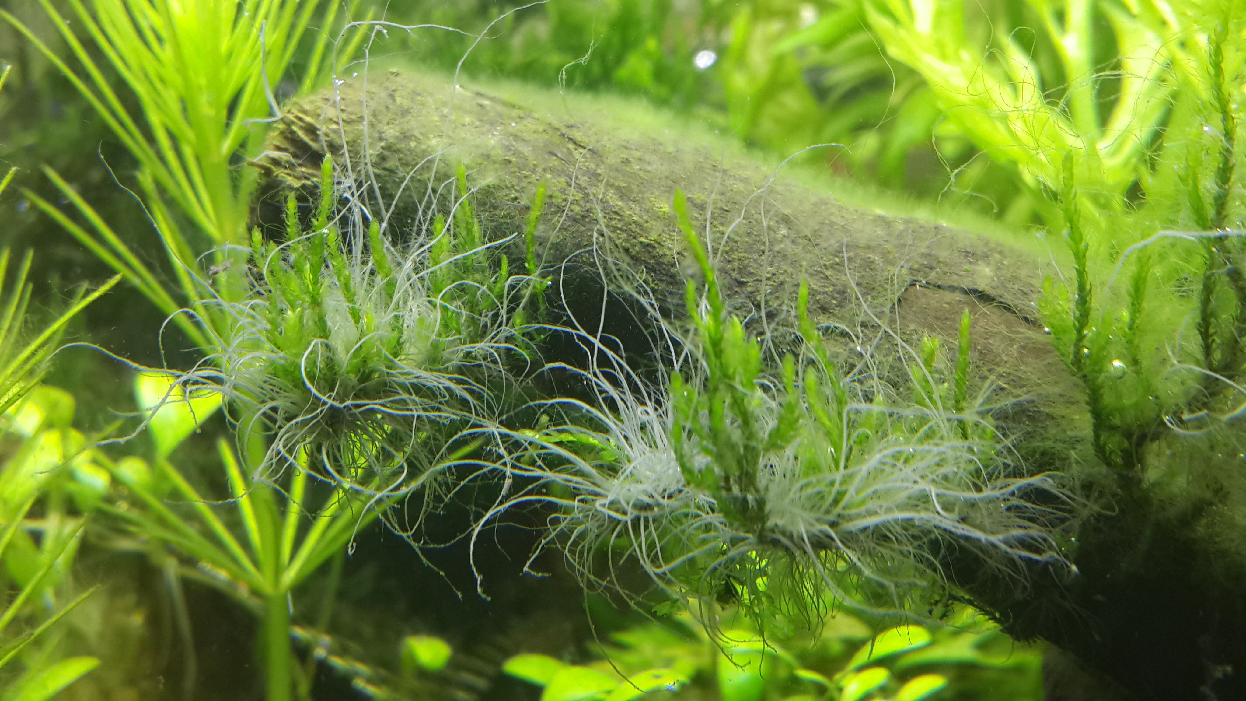 Princip ultrazvučnog uklanjanja algi