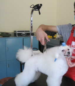 Pet grooming process.