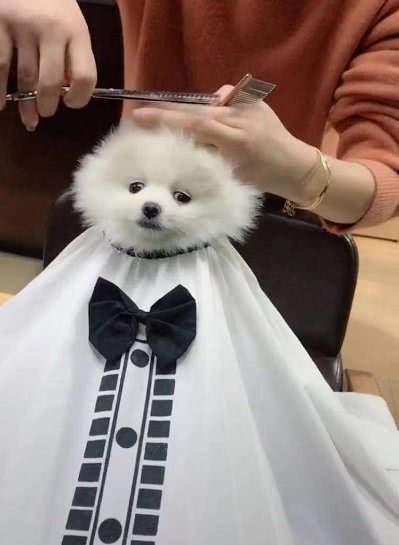 Can the electric hair clippers for haircuts be used for dogs?