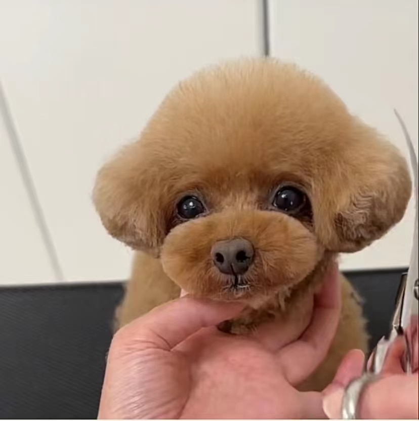 Does a teddy need a haircut? How to cut a teddy?