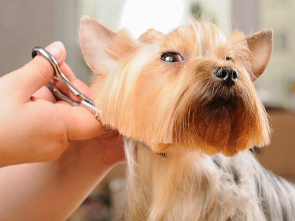 The Rise of Pet Grooming
