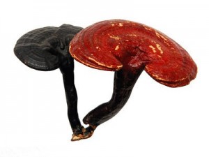 Reishi Extract, Lower price,we can offer free sample