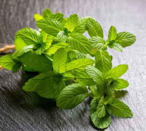 Lemon Balm Extract  used for Natural Supplement.Bulk inventory sales