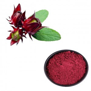 China Wholesale Dong Quai Root Extract Manufacturers Suppliers - Hibiscus sabdariffa Extract – Thriving