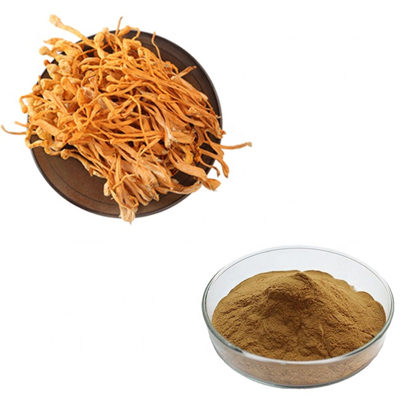 Cordyceps Extract   Cordyceps Extract strengthens and supports the Immune System. Featured Image
