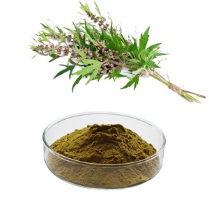 China Wholesale Organic Elderberry Extract Manufacturers Suppliers - Motherwort Extract   Leonurine 0.2%,Stachydrine Hydrochloride 5% Test by HPLC – Thriving