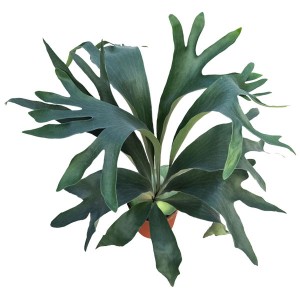 Low price for Hoya - Platycerium bifurcatum ‘Netherlands’ – Youngplant