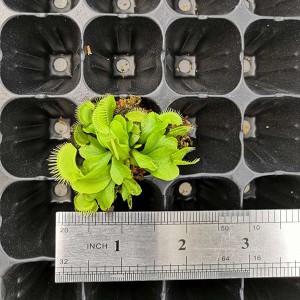 Dionaea  muscipula ‘Big Behemoth’