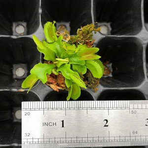 Dionaea  muscipula ‘Bristol Teeth’