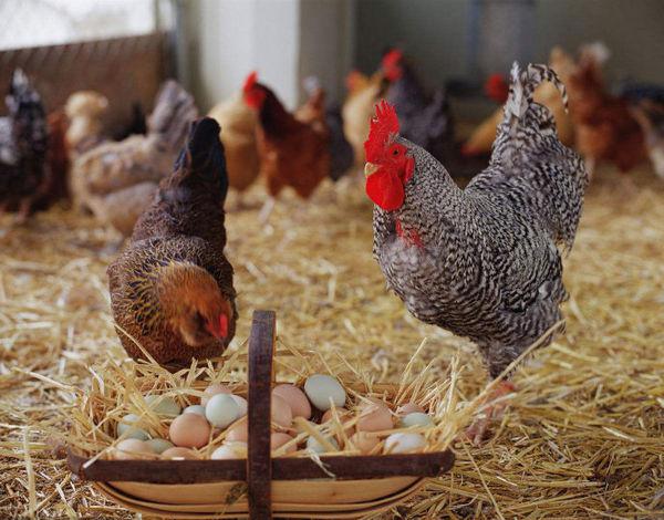 Deficiencies in feed preparation should be addressed based on egg changes