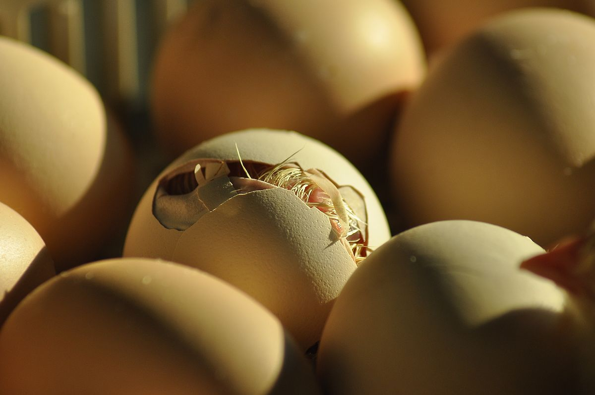 What happens if the egg doesn’t hatch in 21 days?