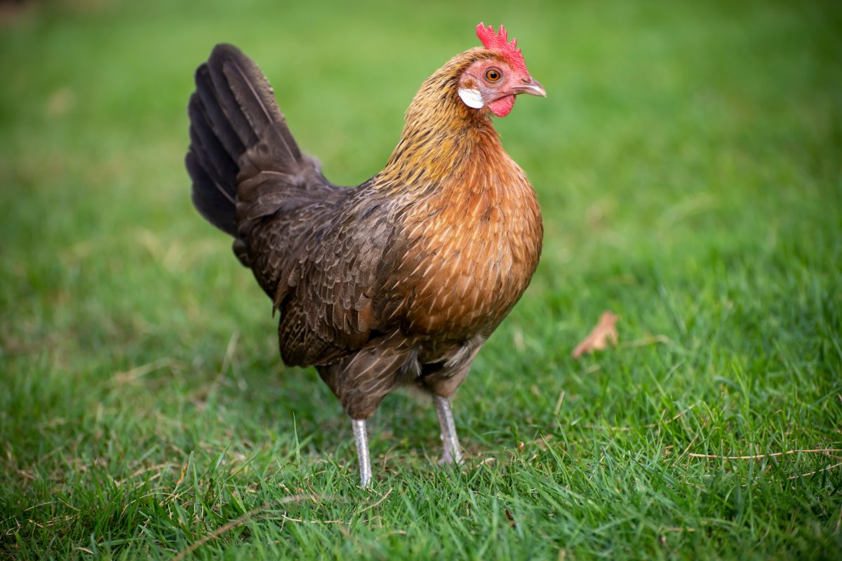 Causes, symptoms and prevention of diarrhea in laying hens