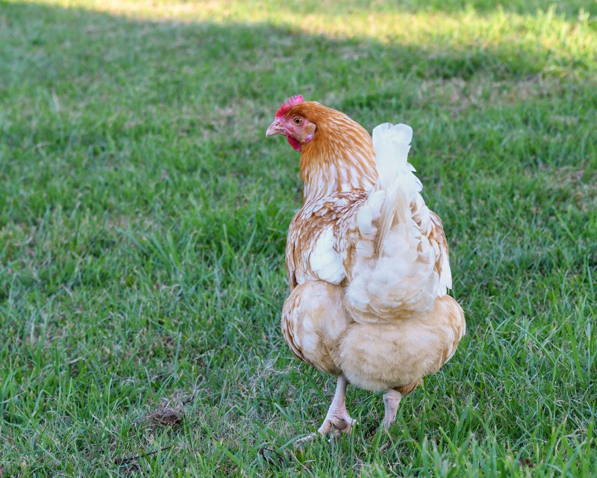 How to prevent summer heat when raising chickens in summer?