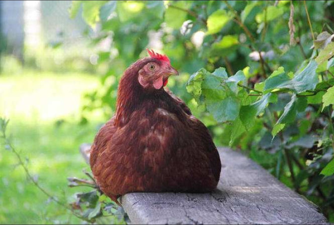 Daily management of young chickens in chicken farms