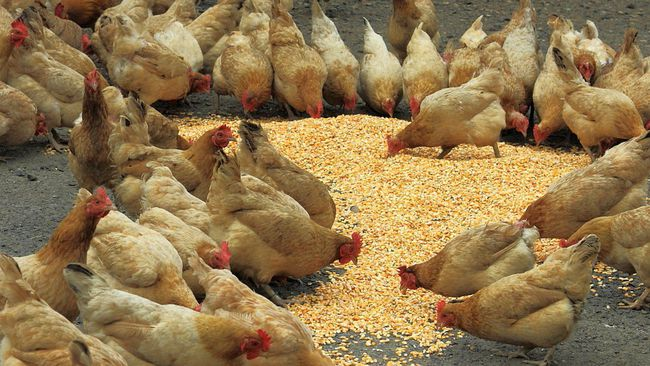 What ingredients are needed to make chicken feed