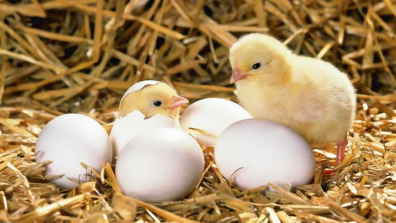 Hatching Skills – Part 3 During incubation